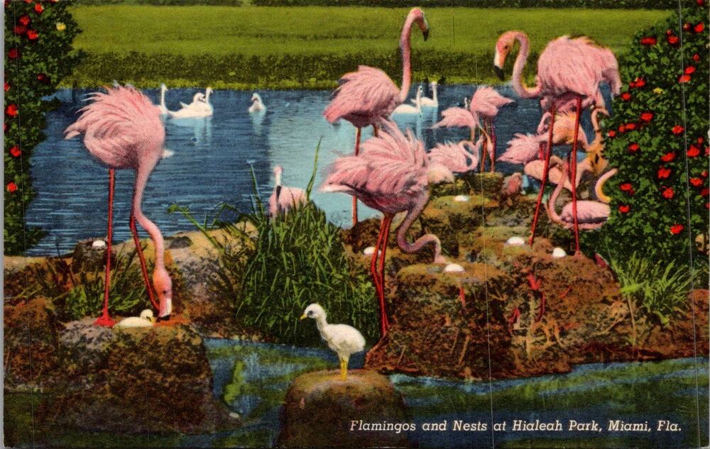 Flamingos & Nests at Hileah Park in Miami FL Vintage Postcard SP17-24